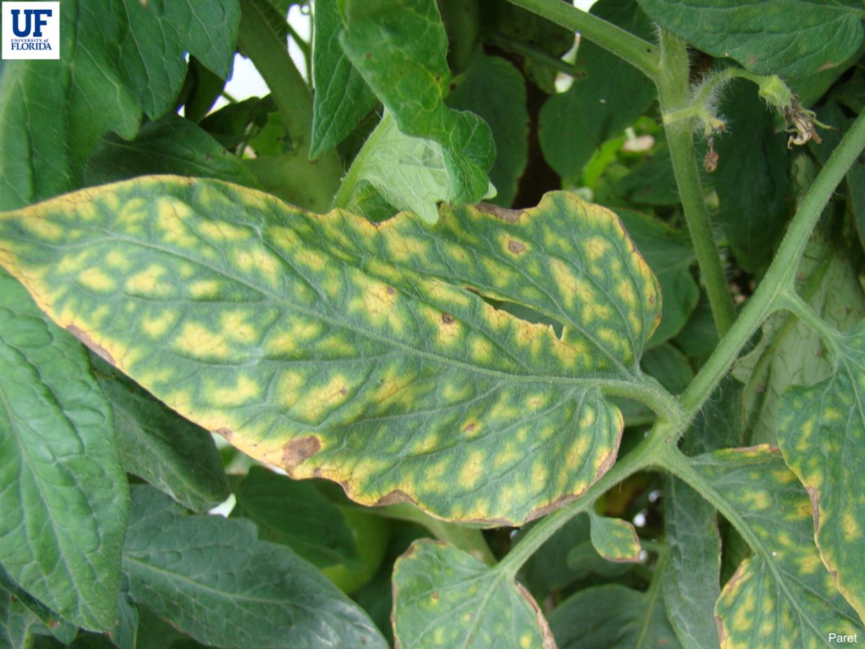 Magnesium deficiency first small description variant