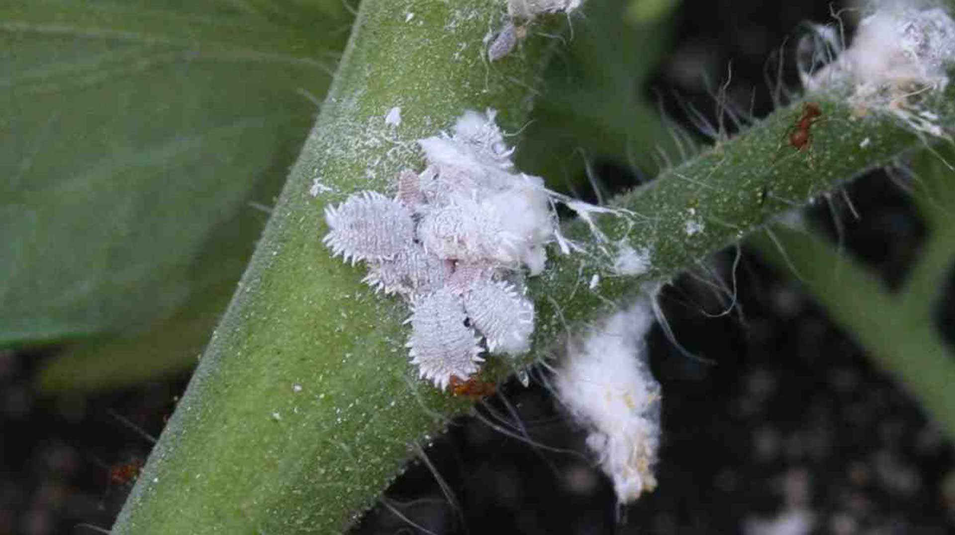 Mealybug Pests main description variant
