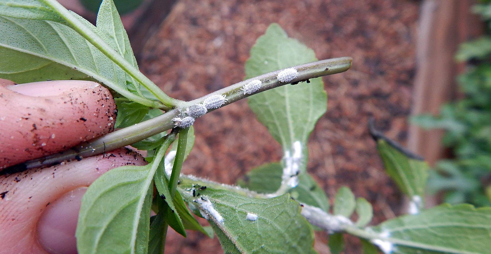 Mealybug Pests first small description variant