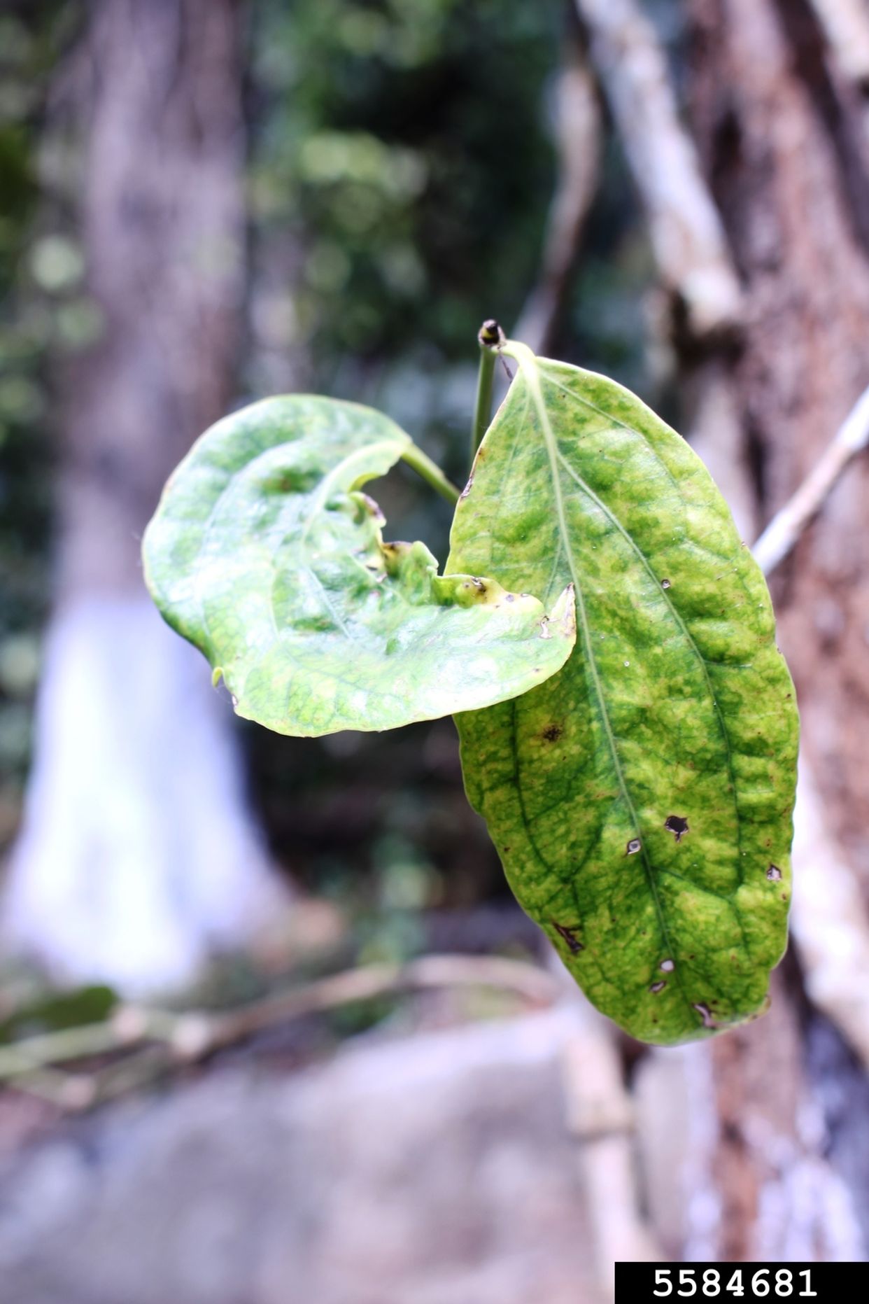 Mosaic virus (general) main description variant