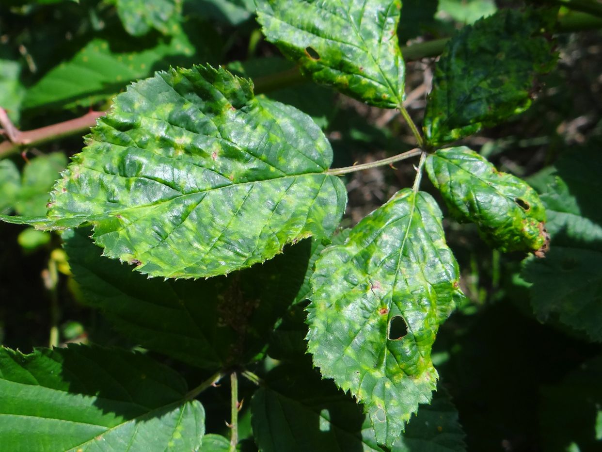 Mosaic virus (general) first small description variant