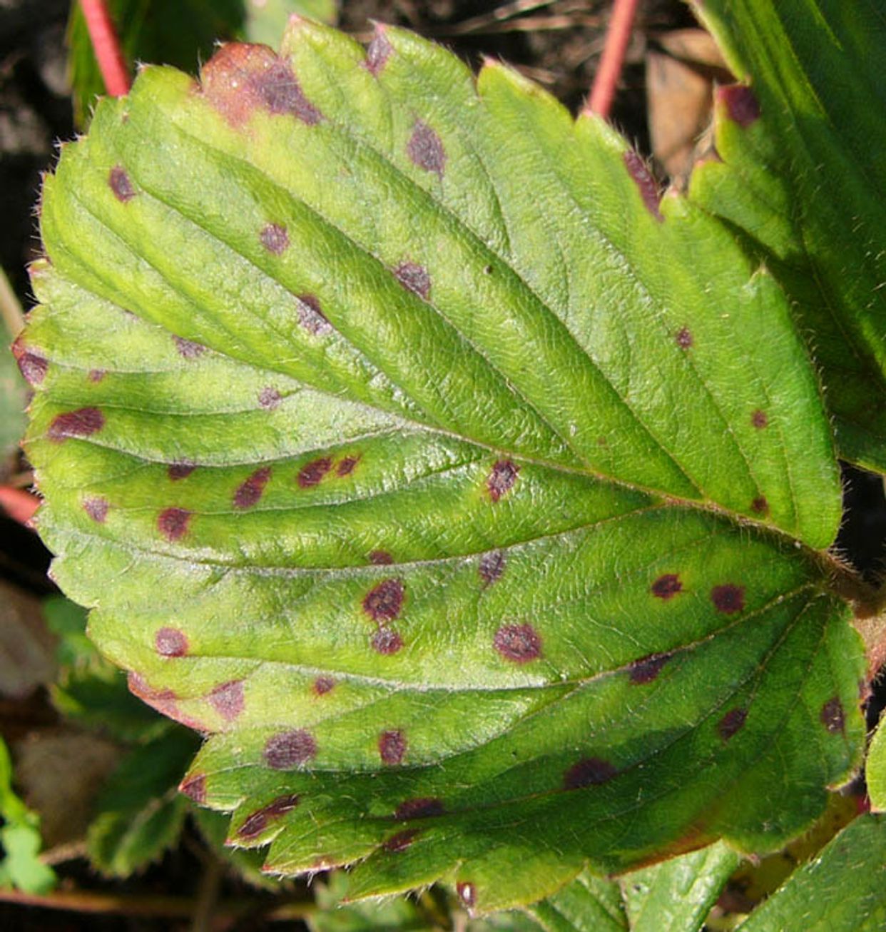 Mycosphaerellaceae main description variant