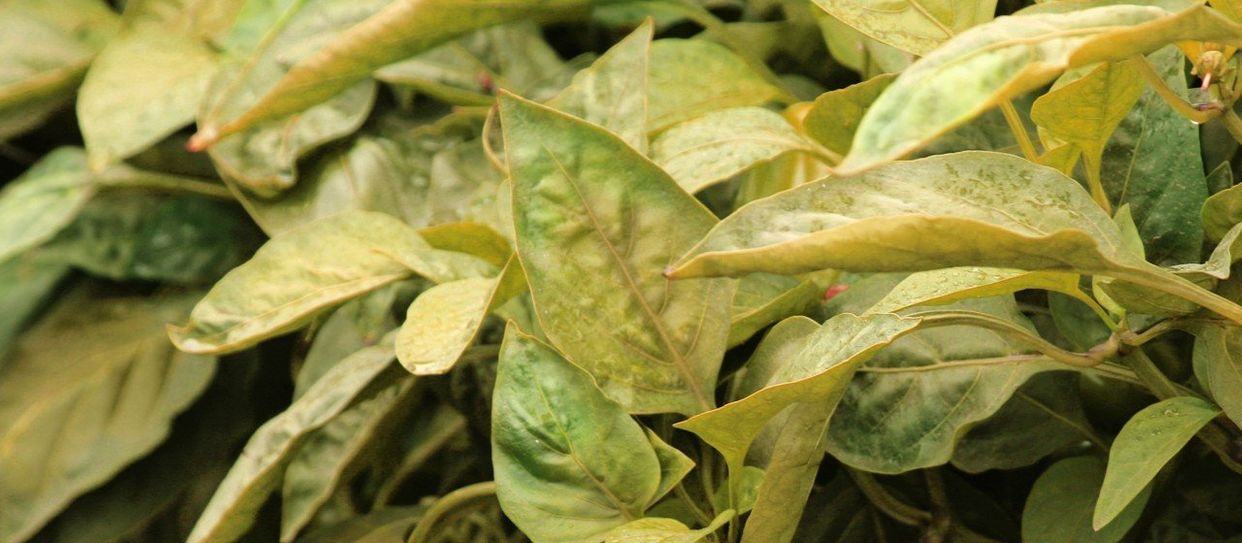 Nitrogen deficiency first small description variant