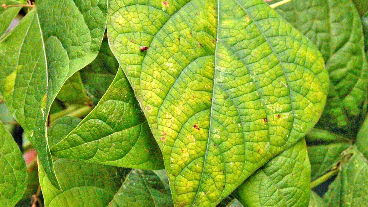 Nutrient deficiency first small description variant