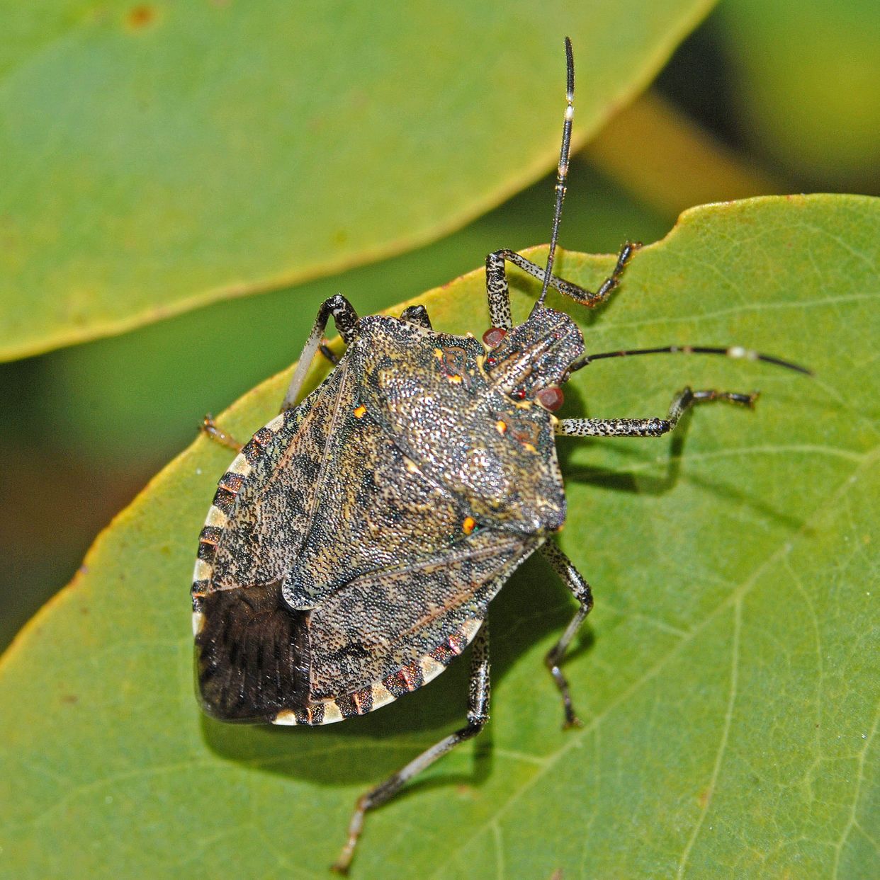 Pentatomidae first small description variant