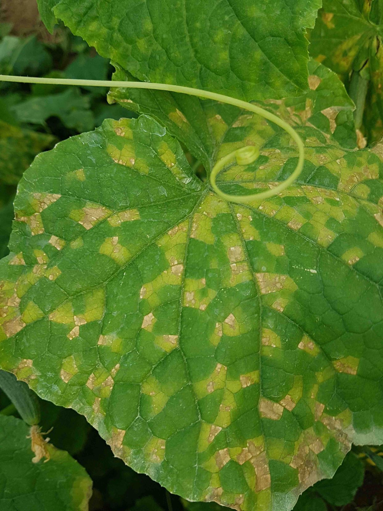 Peronosporaceae main description variant