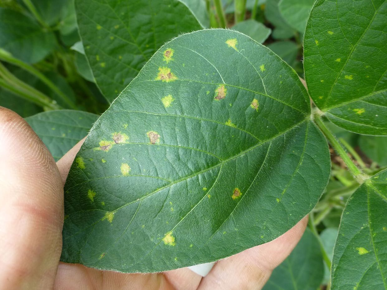Peronosporea first small description variant