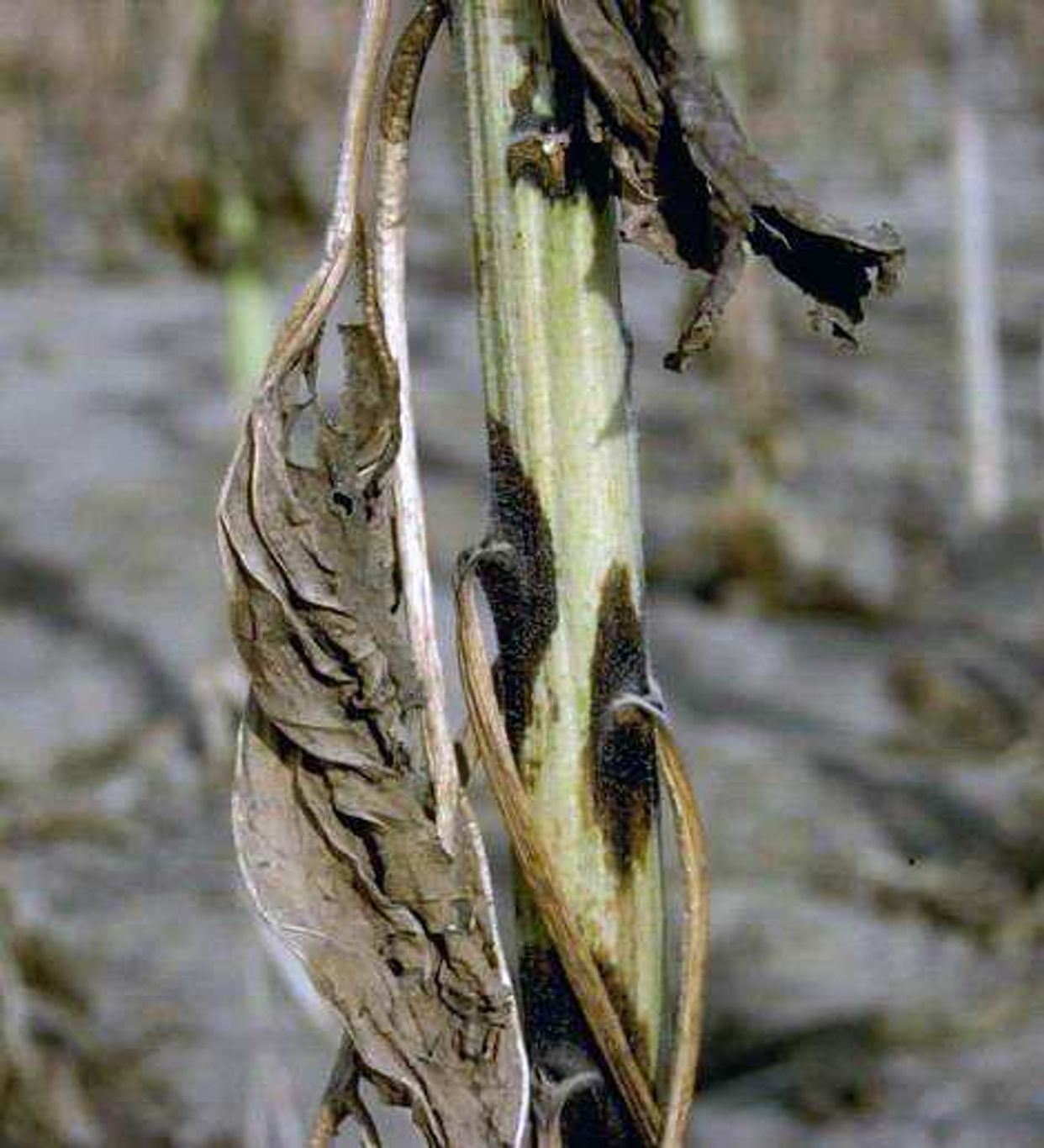 Phoma blights main description variant