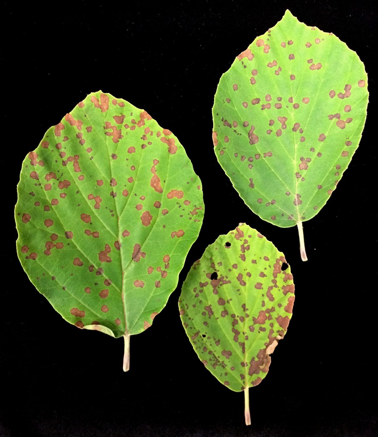Phyllosticta leaf spots main description variant