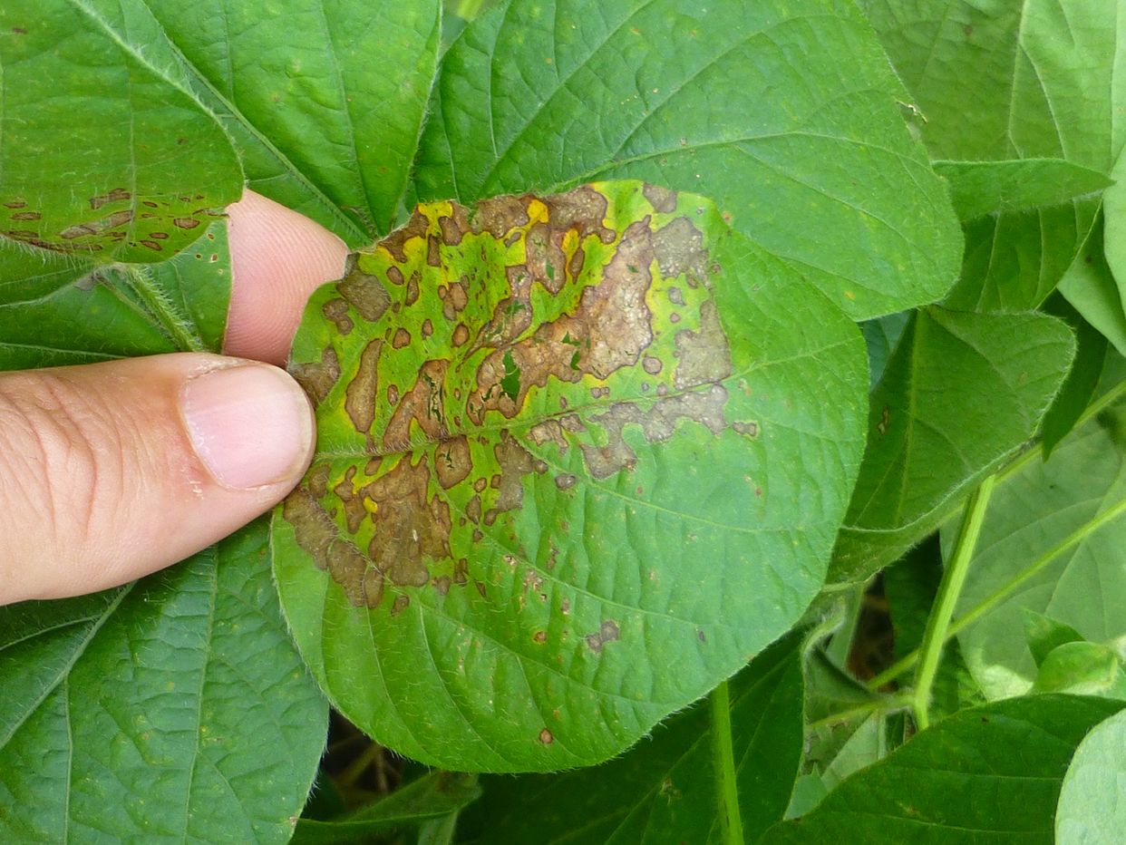 Phyllosticta leaf spots first small description variant
