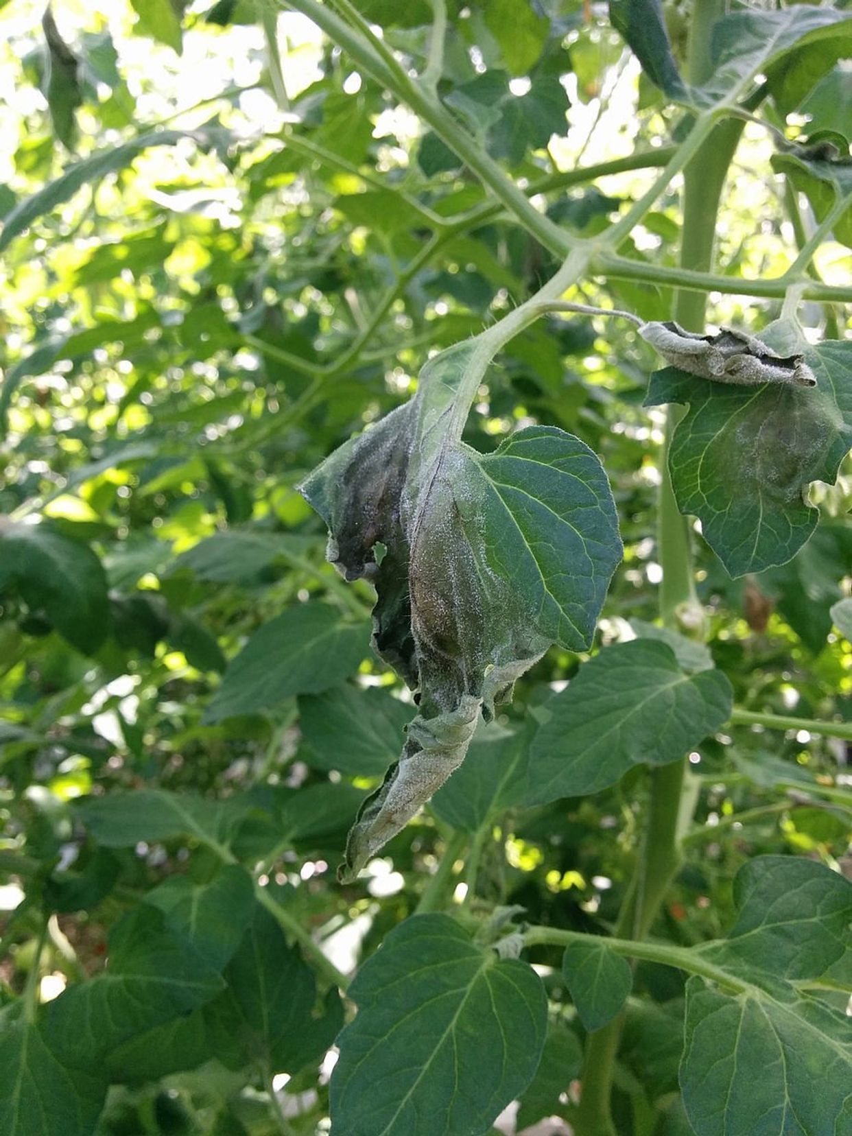Phytophthora blight main description variant