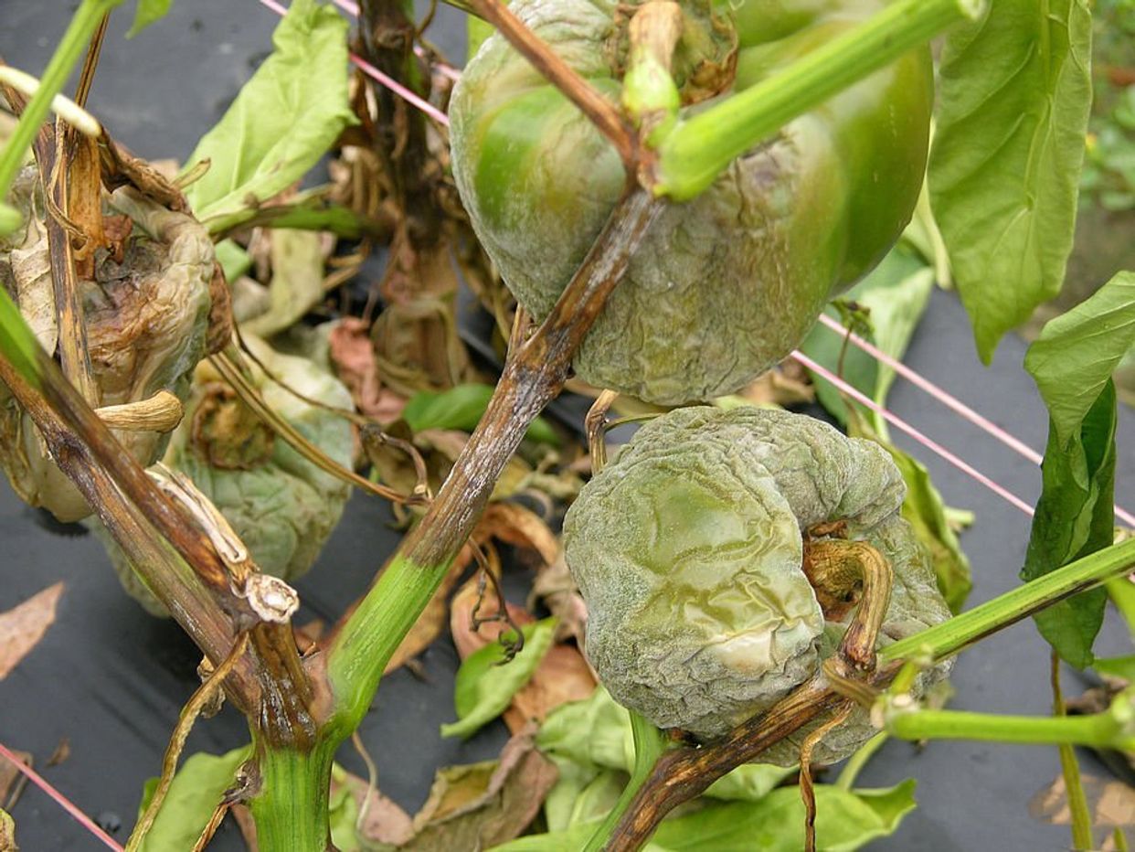 Phytophthora blight first small description variant