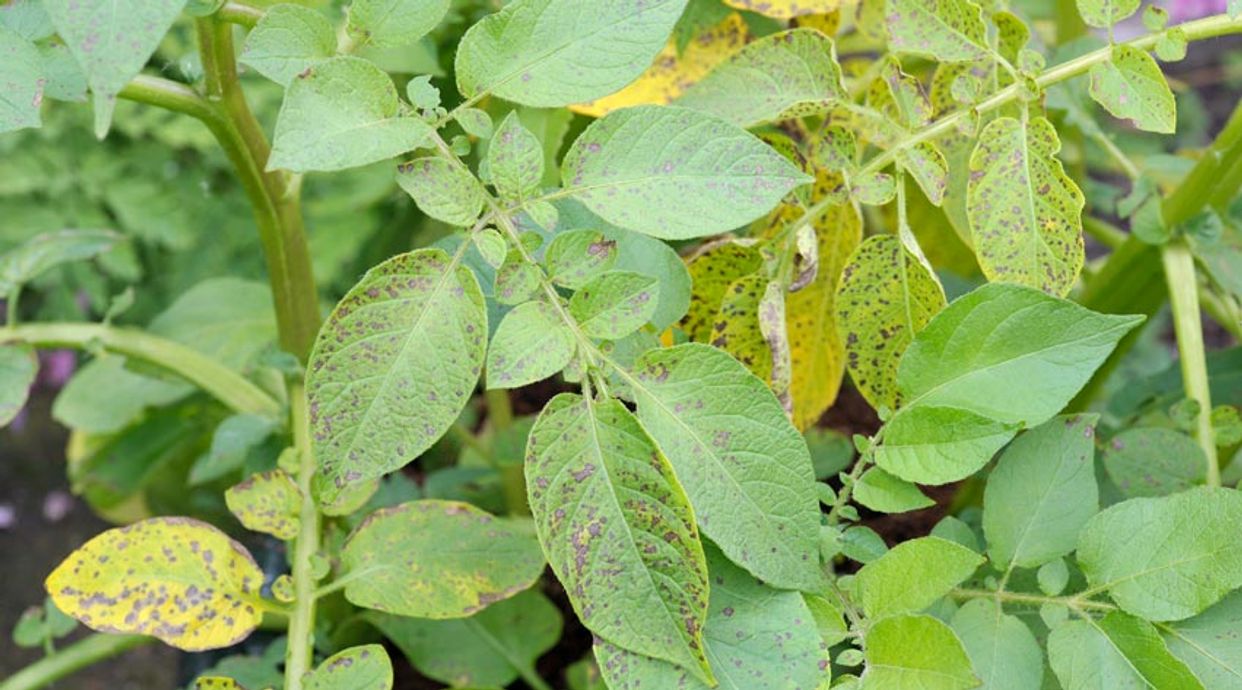 Phytophthora first small description variant