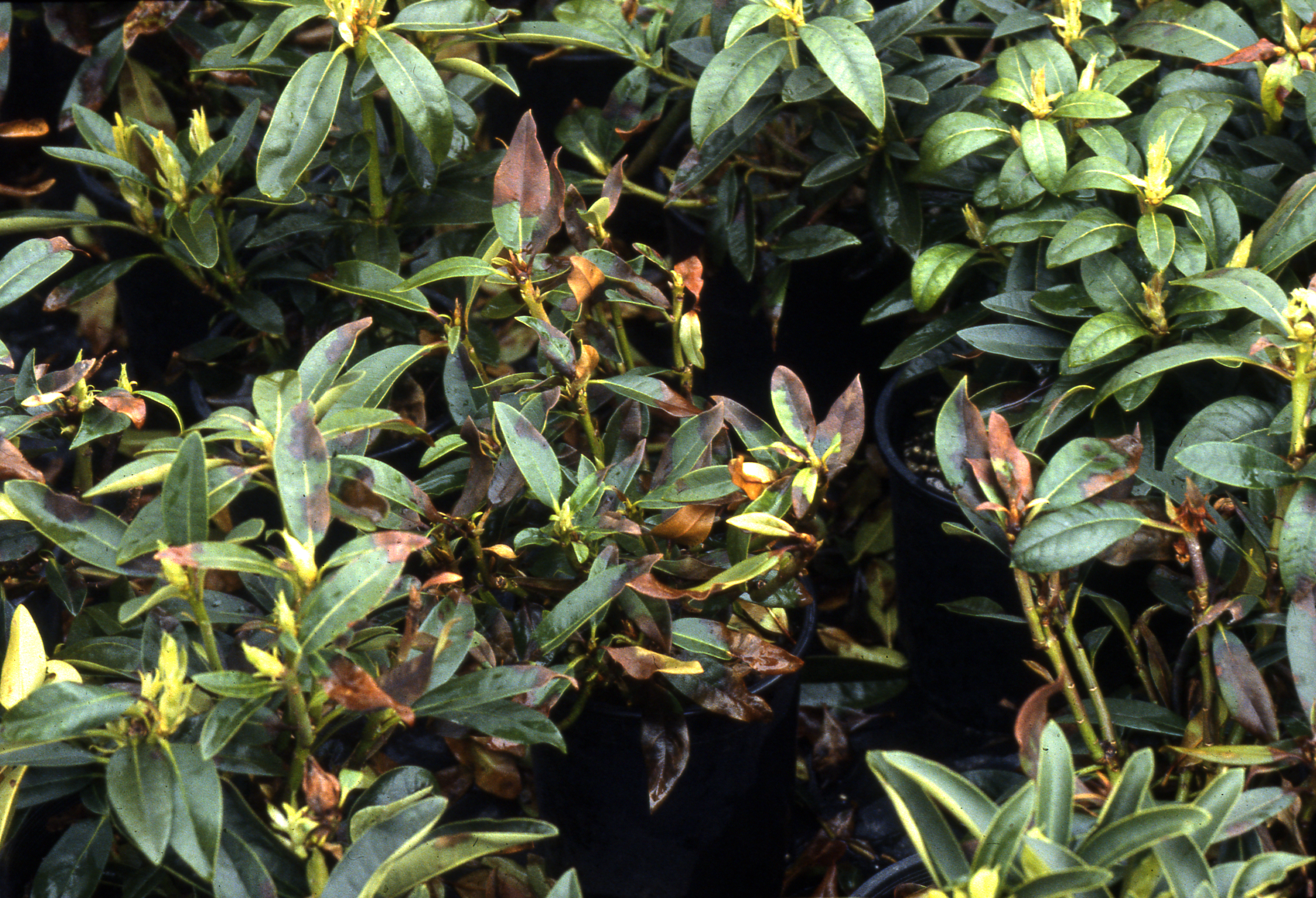 Phytophthora first small description variant