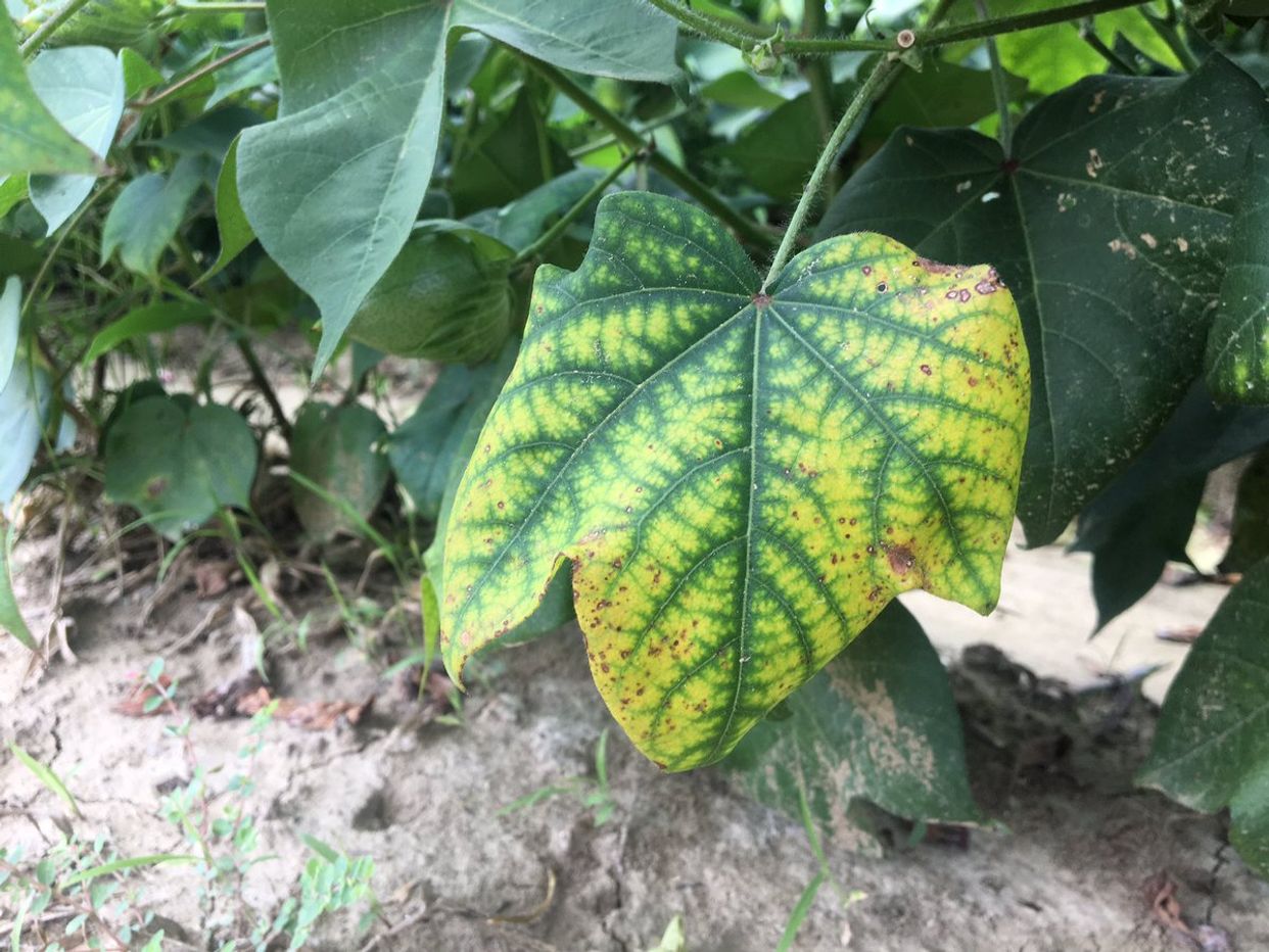Potassium deficiency first small description variant