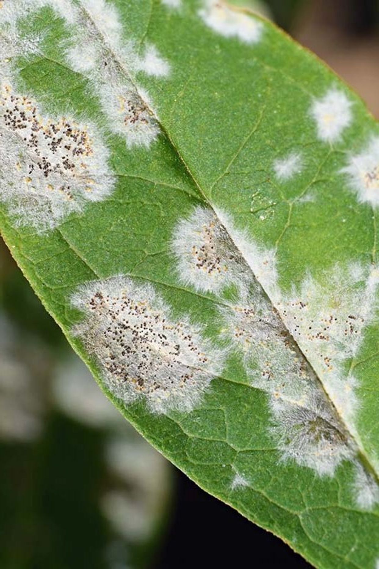 Lemon Surprise Dracena Dracena lemon Surprise How To Care All 