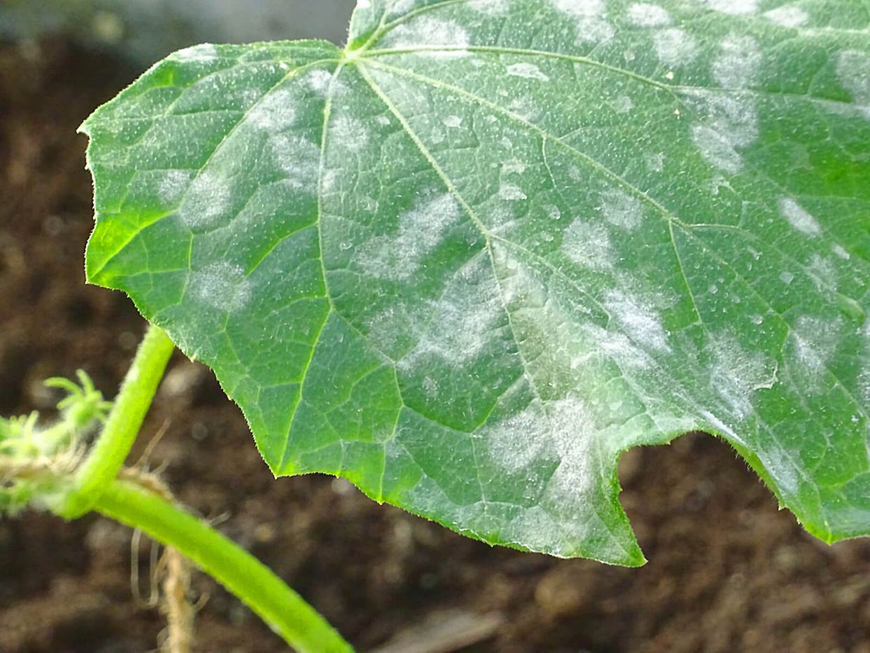 Powdery mildew first small description variant