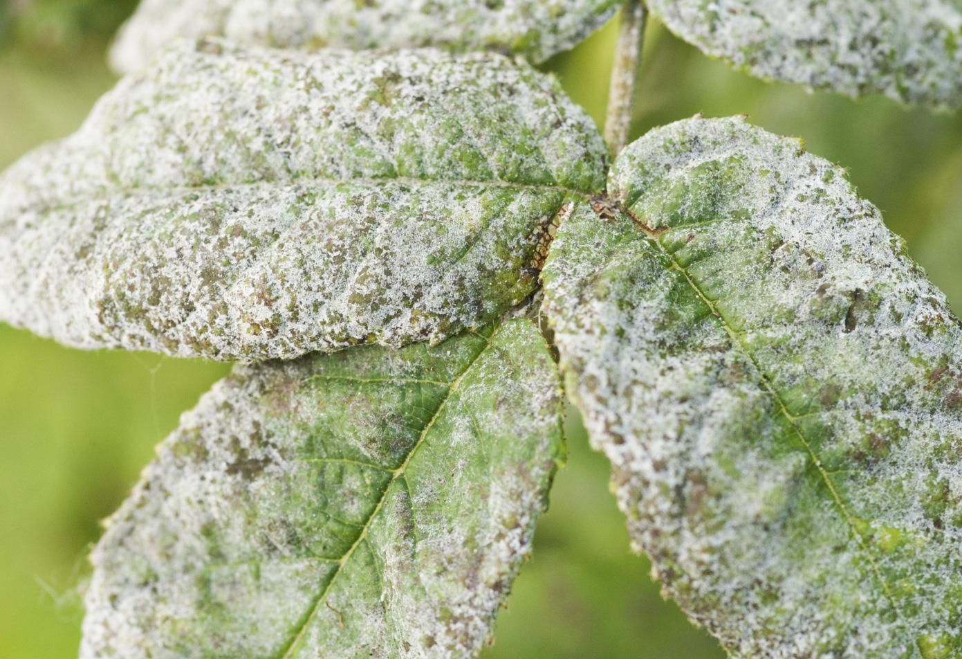Powdery Mildew first small description variant
