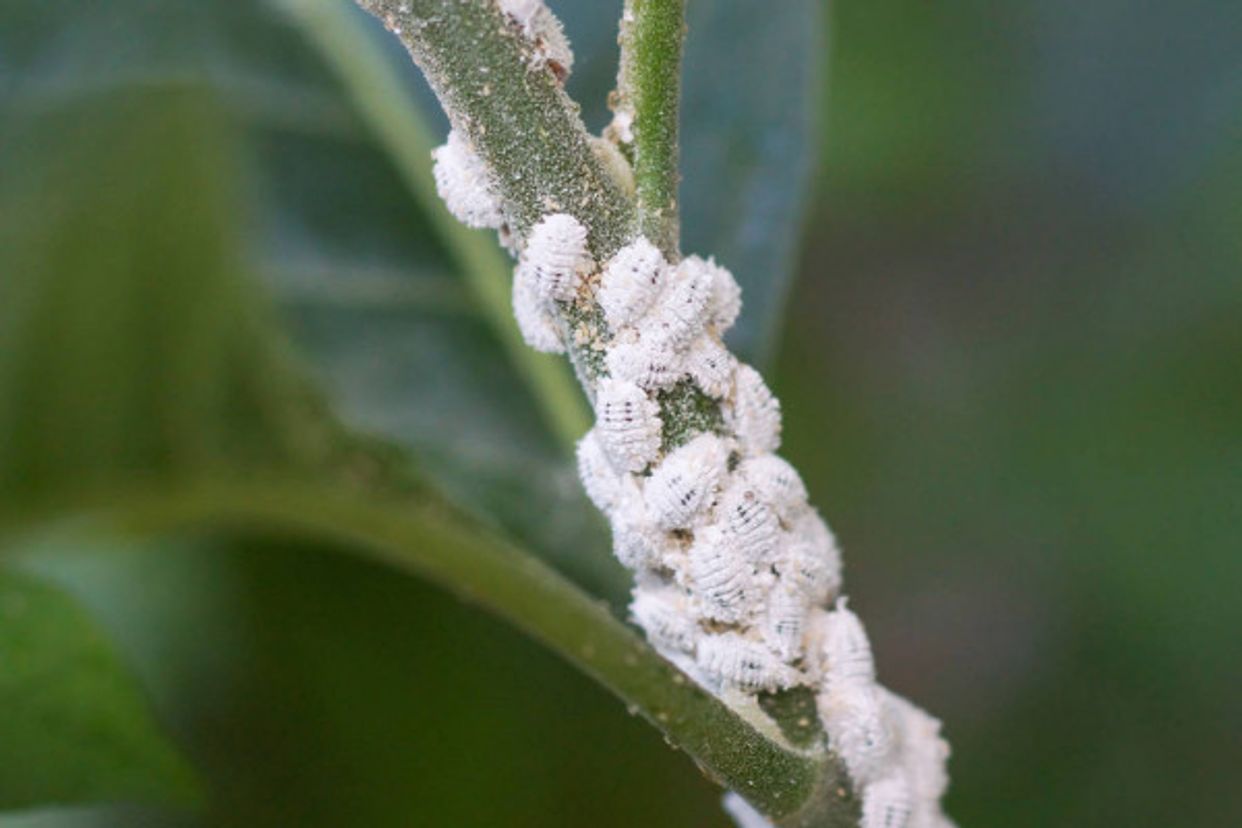 Pseudococcidae first small description variant
