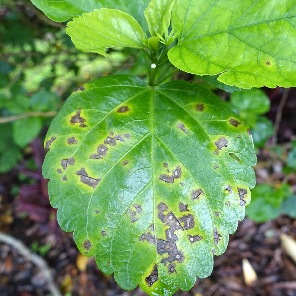 Pseudomonas main description variant