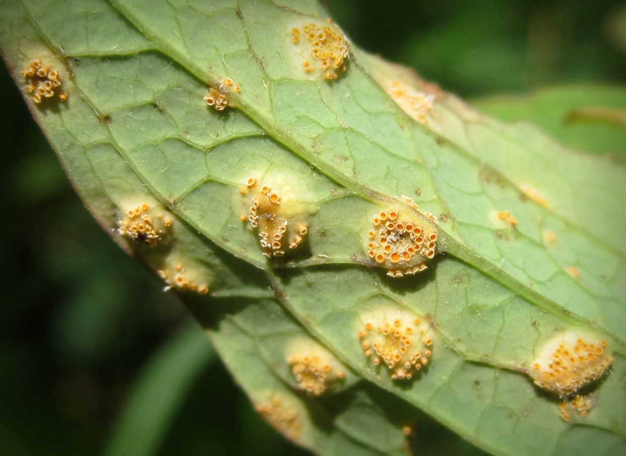 Puccinia first small description variant