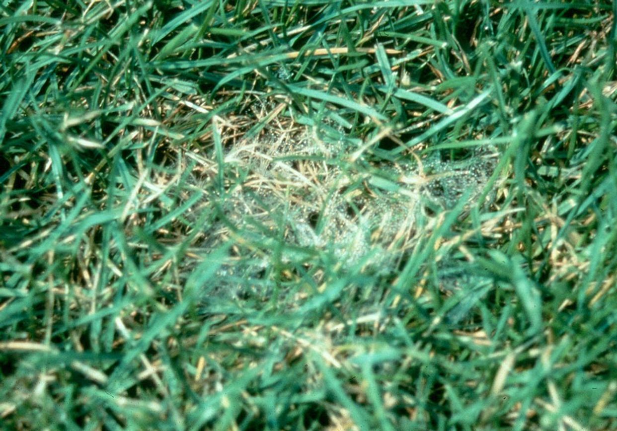 Pythium diseases first small description variant
