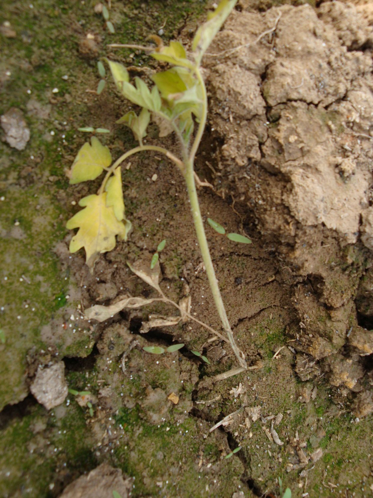 Rhizoctonia damping-off, blight and rot main description variant