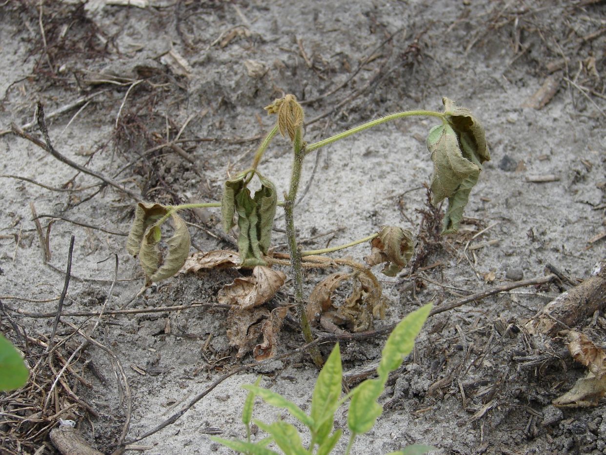 Rhizoctonia damping-off, blight and rot first small description variant
