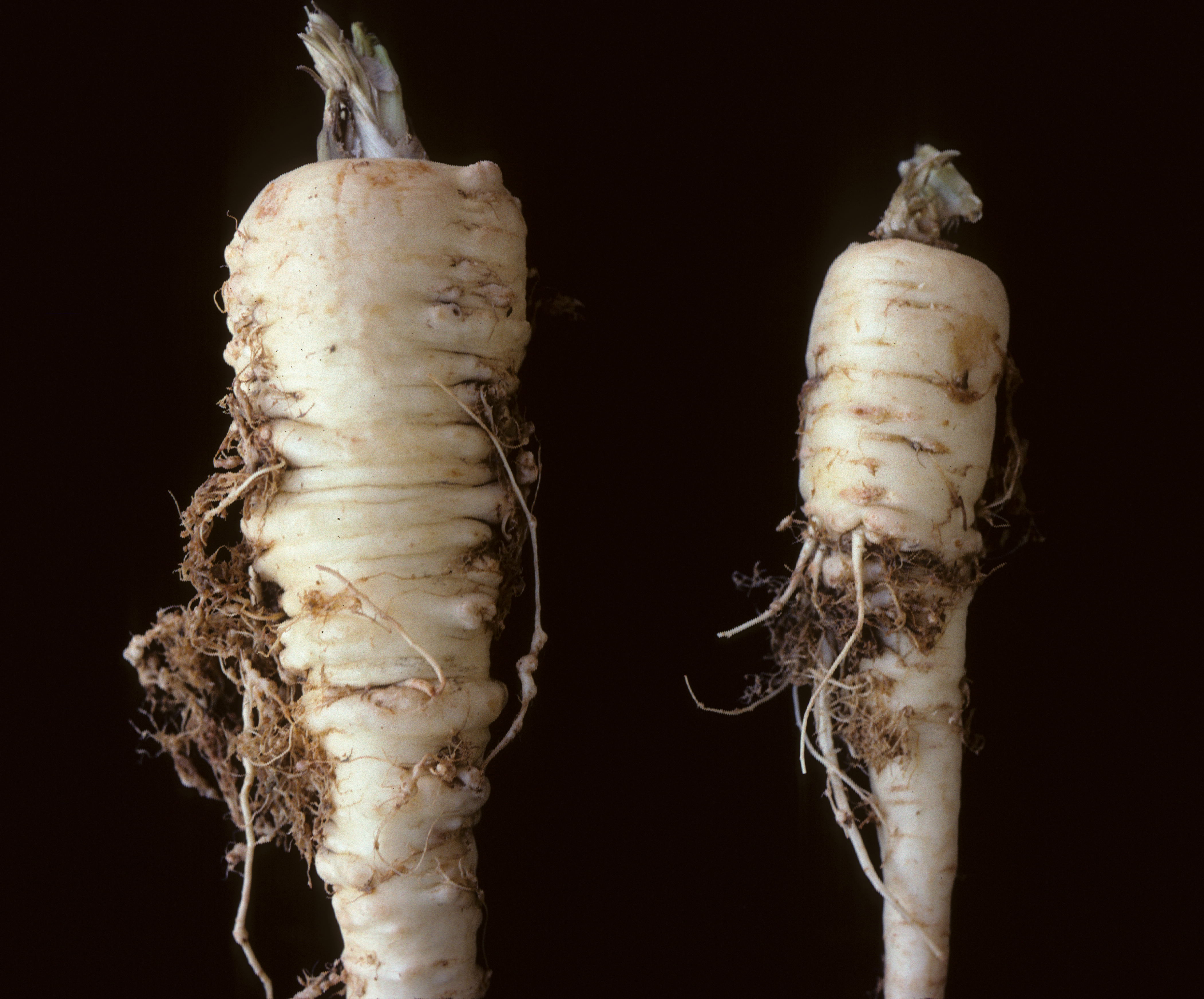 Root-knot Nematodes first small description variant