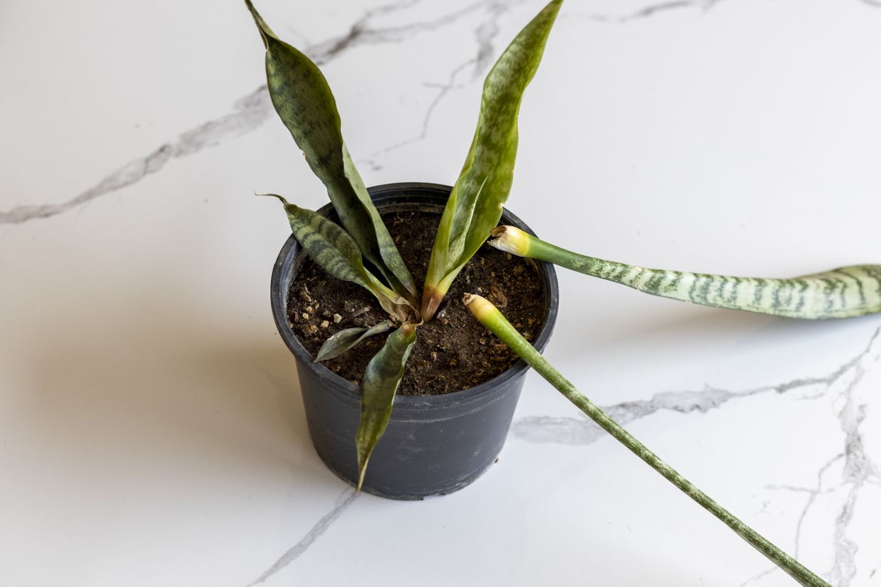 Root rot main description variant