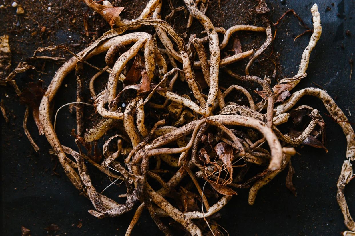 Root rot first small description variant