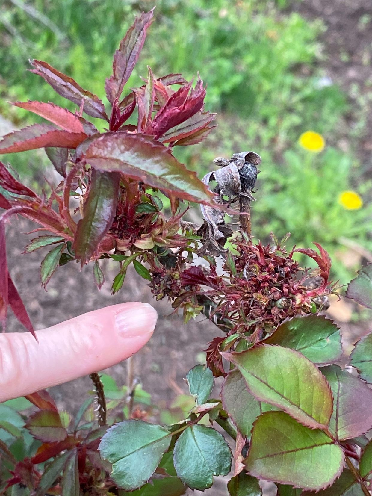Rose rosette disease main description variant