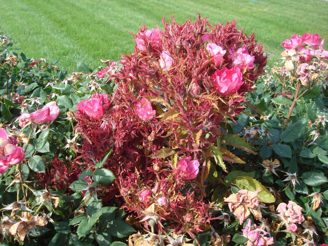Rose rosette disease first small description variant