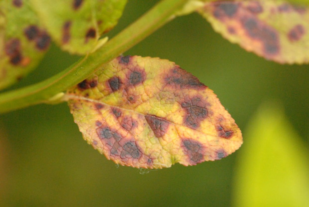 Sclerotiniaceae first small description variant