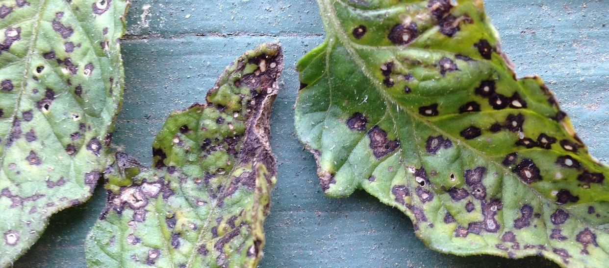 Septoria leaf spot first small description variant