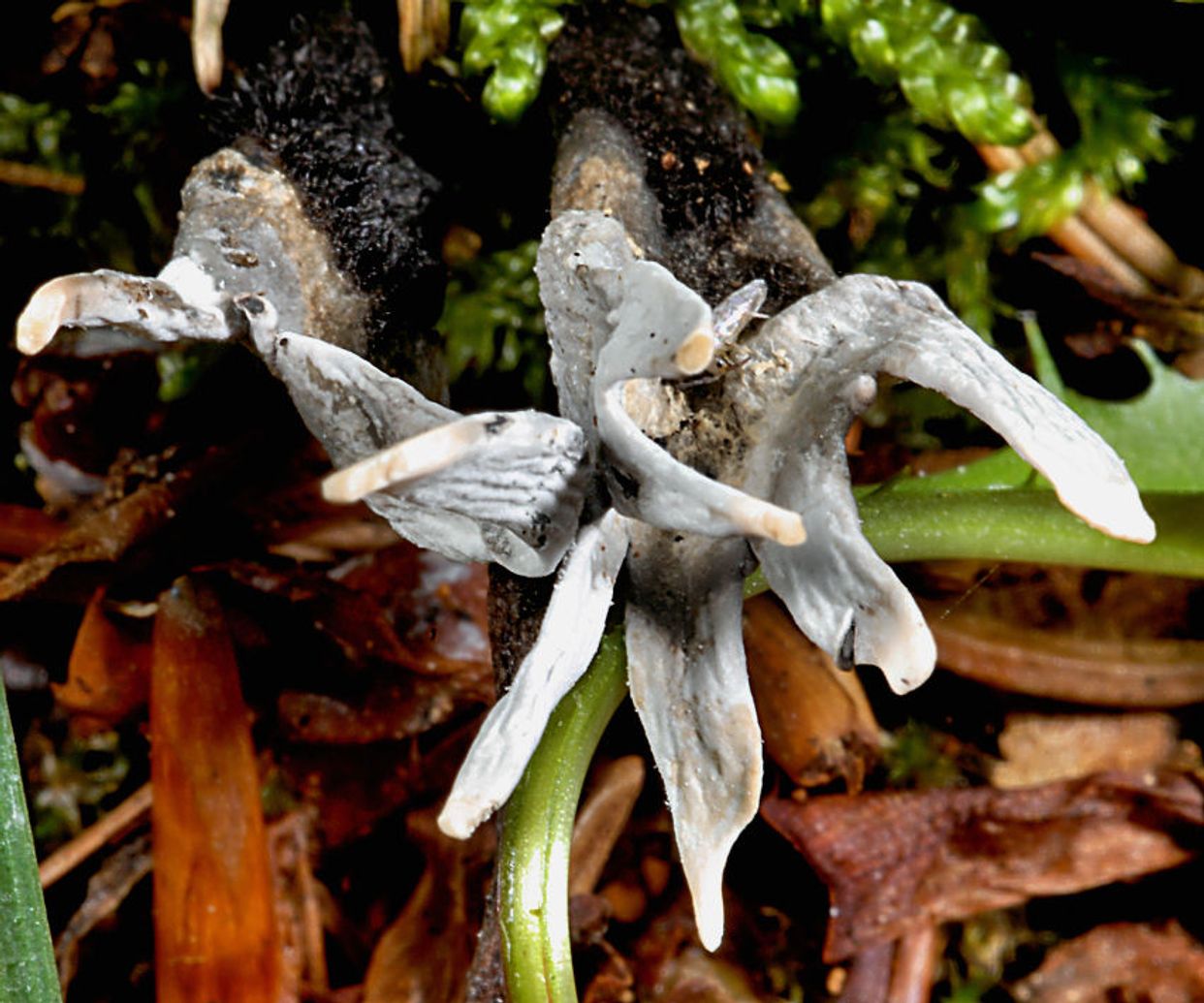 Sordariomycetes first small description variant