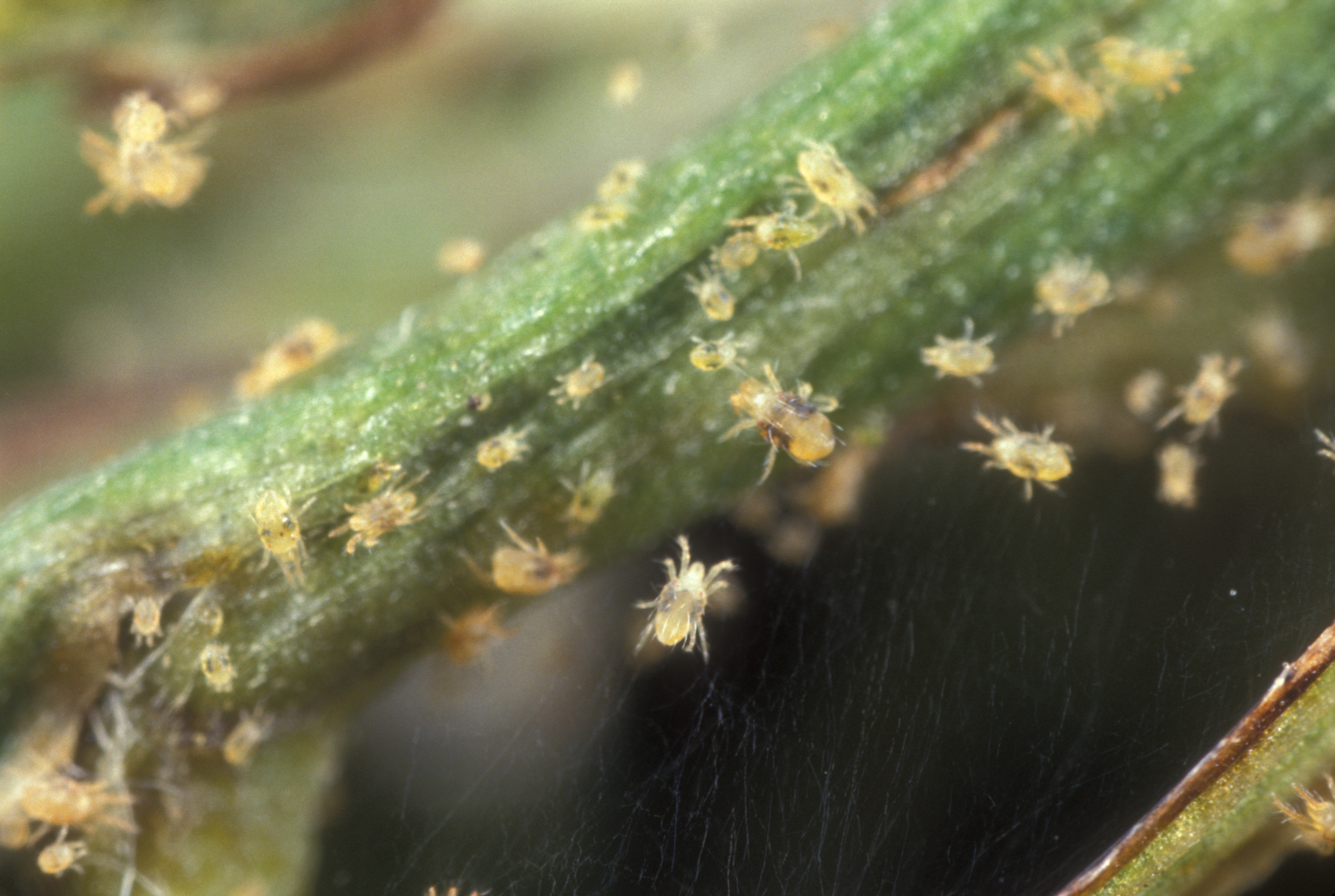 Spider Mites main description variant