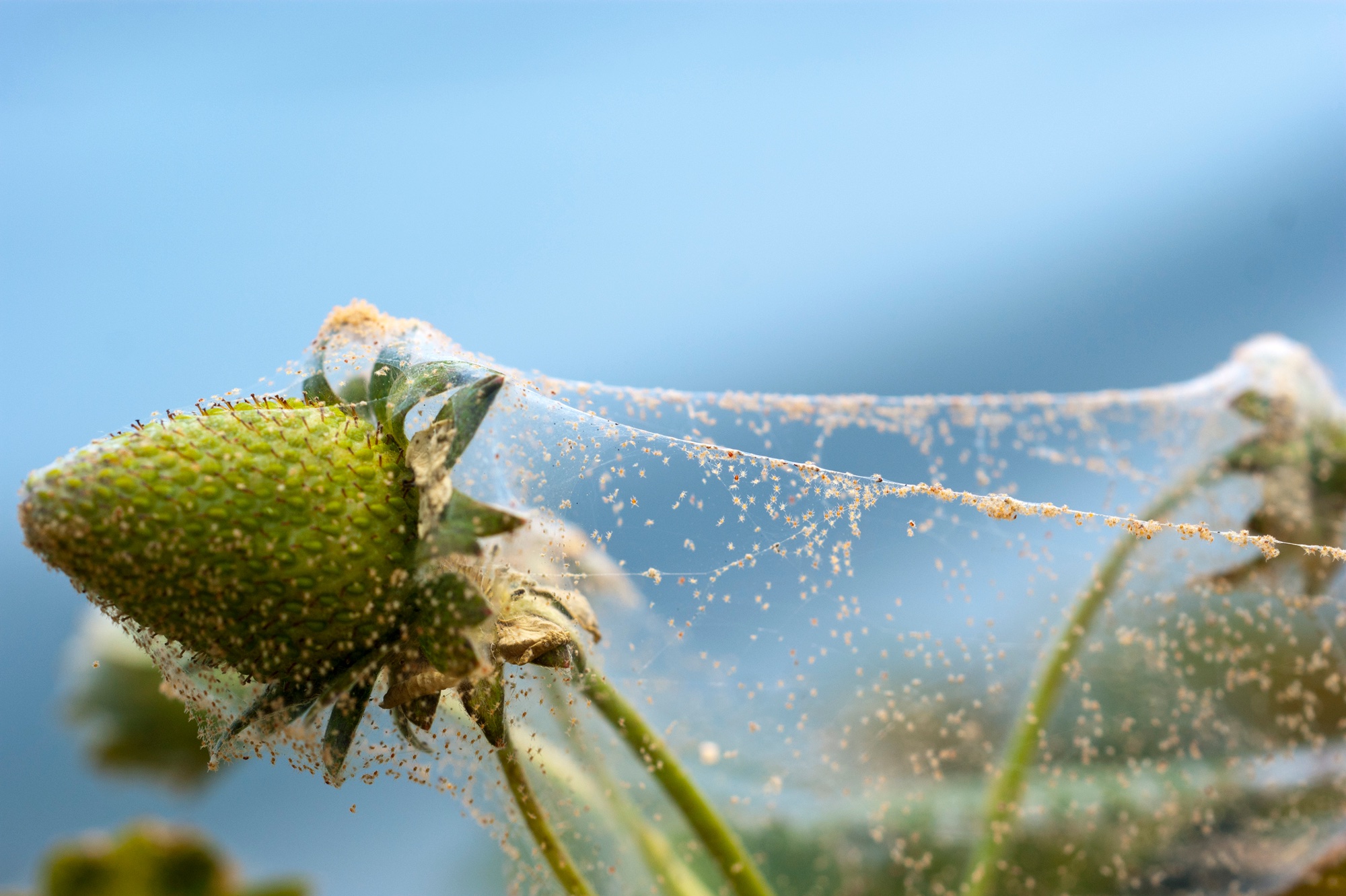 Spider Mites first small description variant