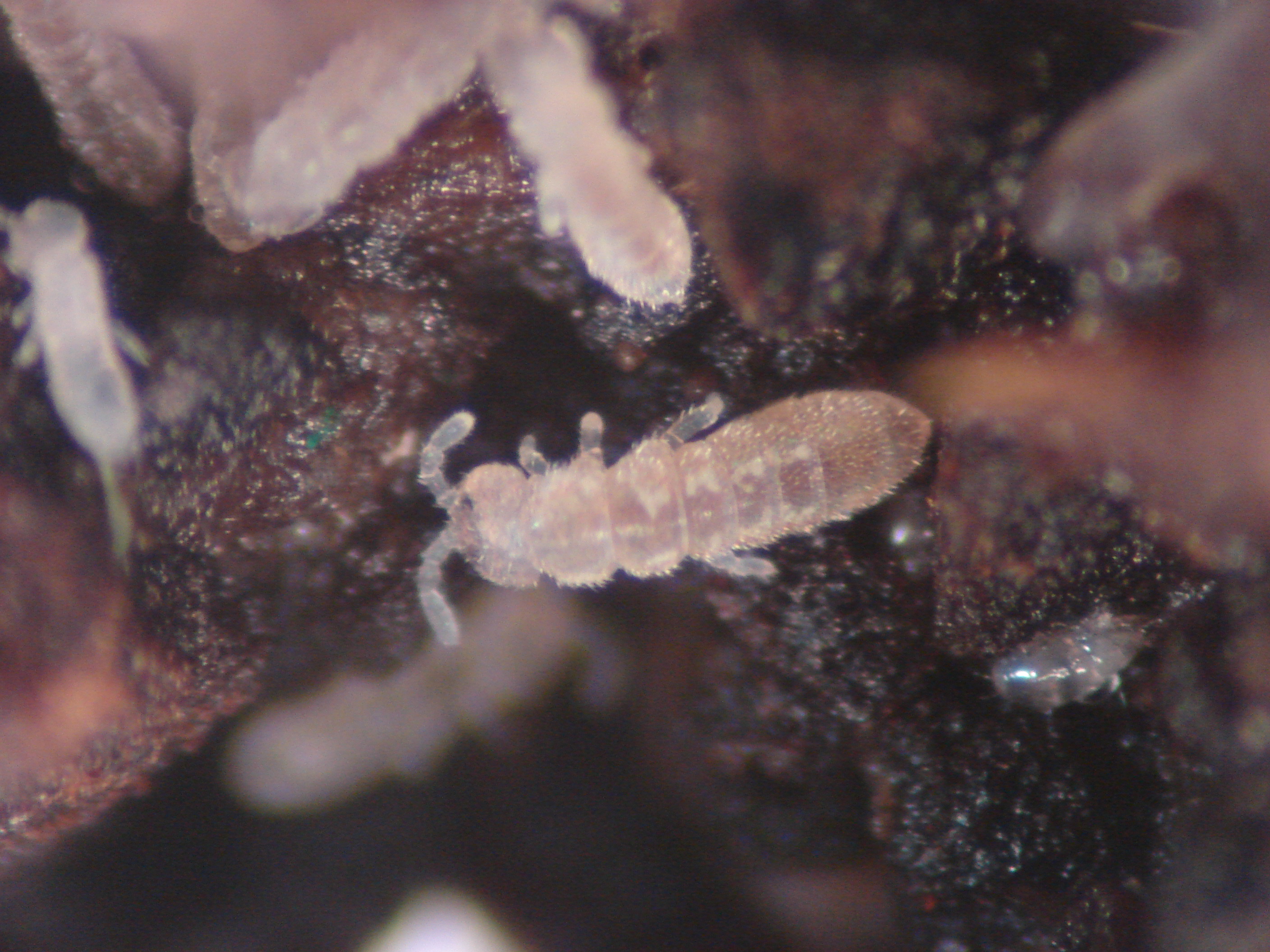Springtails first small description variant