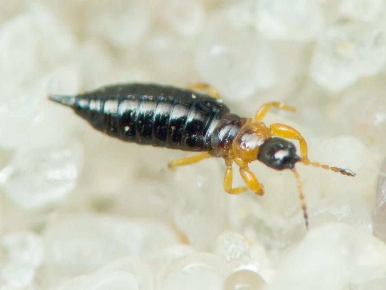 Thysanoptera first small description variant