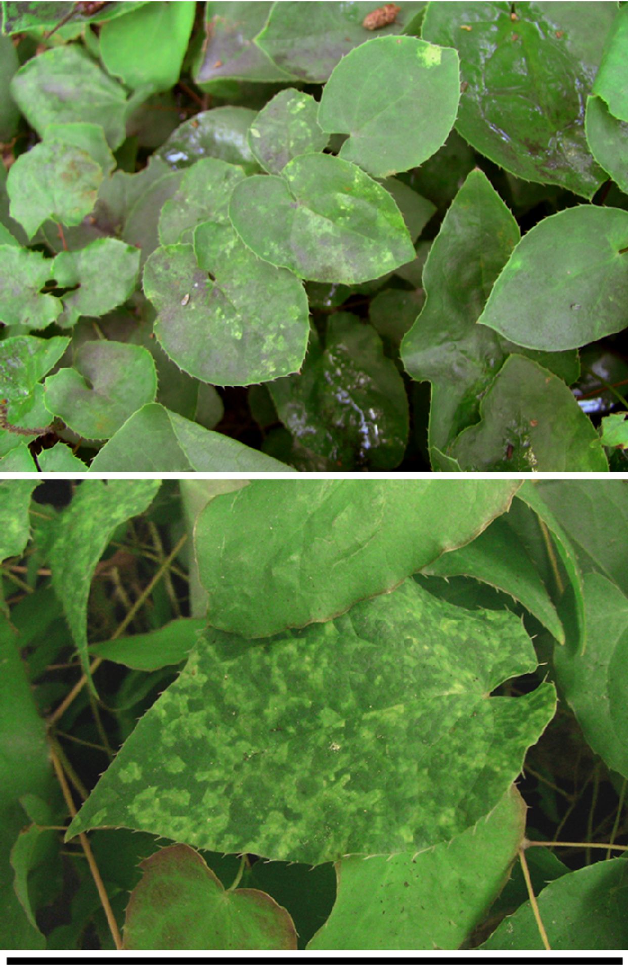Tobacco rattle virus main description variant
