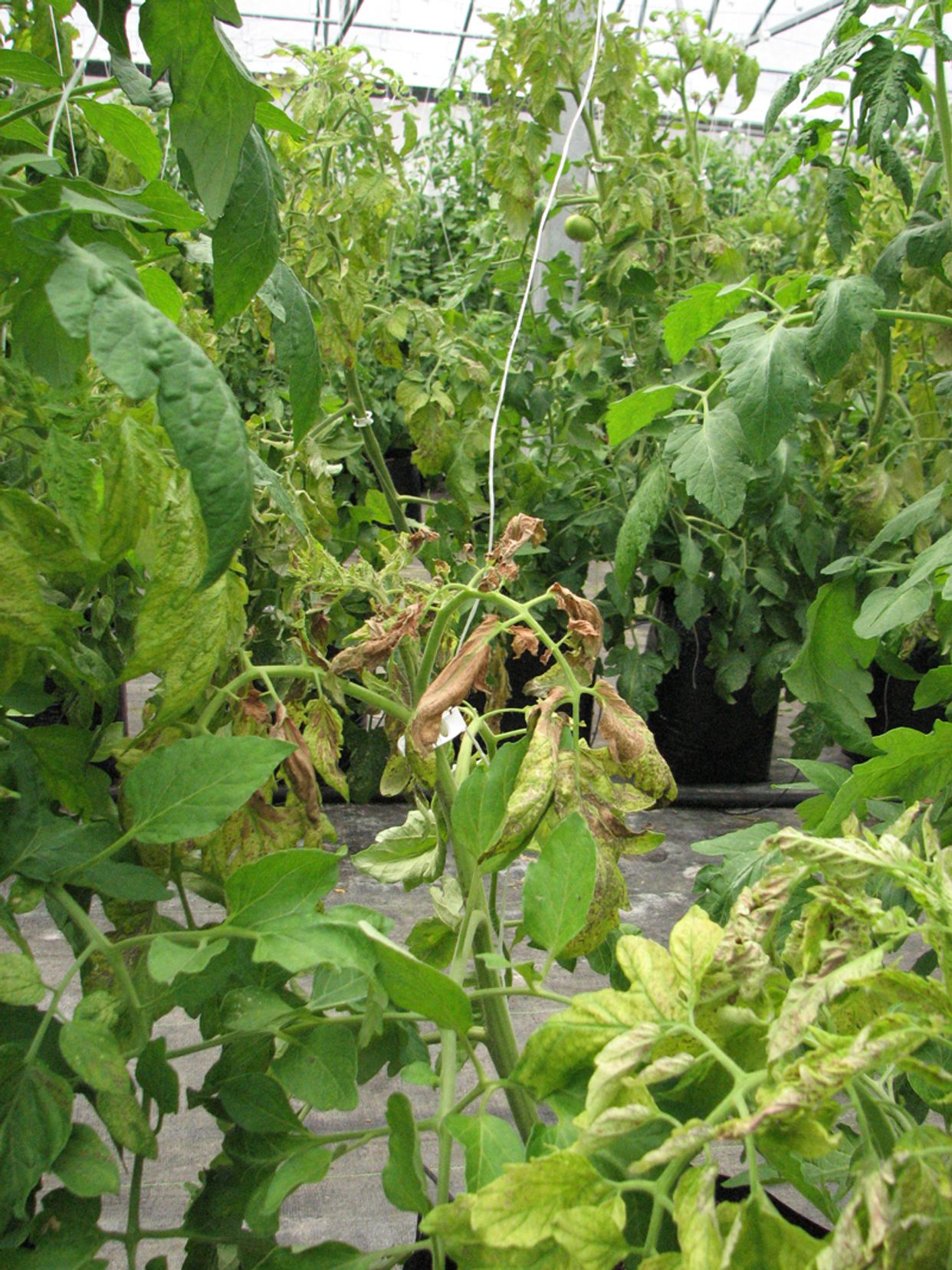 Tospovirus main description variant