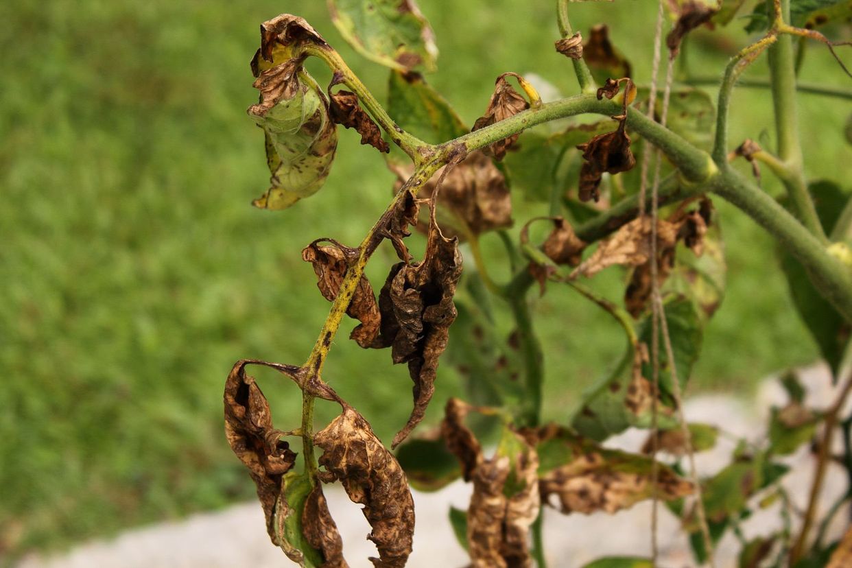 Verticillium wilt first small description variant