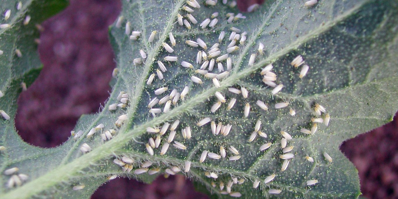 Whiteflies first small description variant