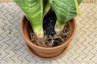 air purifying bedroom snake plant Snake Plant Sansevieria Gold Flame - Air-purifying, Easy to Care Plant main image 0